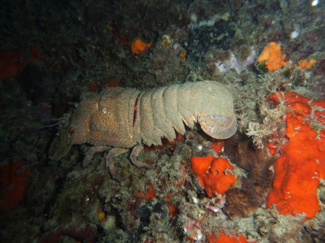 cicala-di-mare