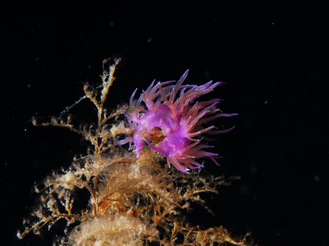 flabellina-viola-di-antonello-mercuri