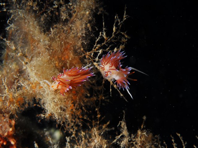 cratena peregrina foto di Antonello Mercuri