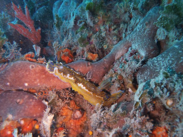 nudibranco