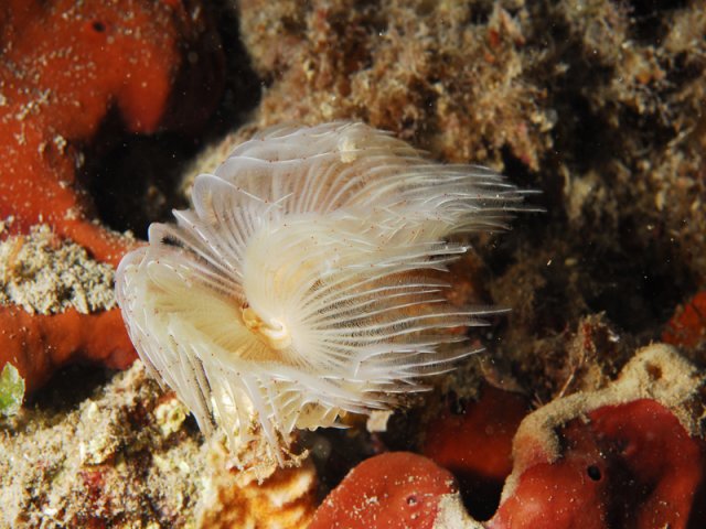 protula-tubularia-foto-di-antonello-mercuri