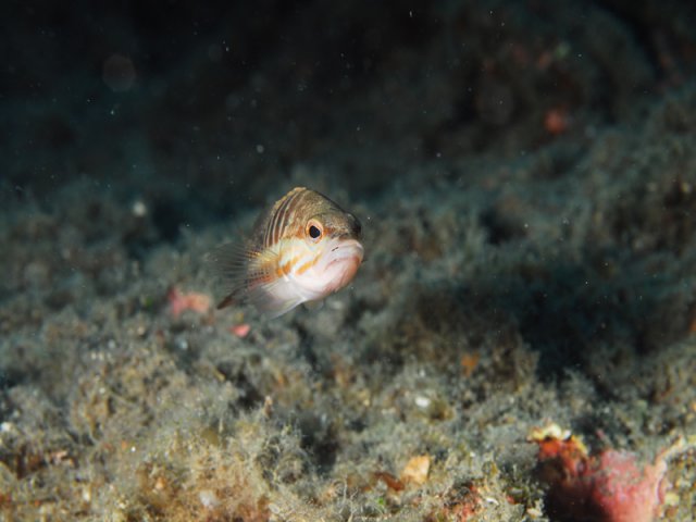 serranus-cabrilla-foto-di-antonello-mercuri