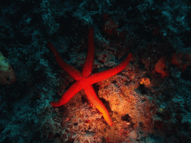 stella-marina