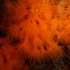 margherite-di-mare-1
