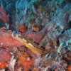 hypselodoris valenciennesi