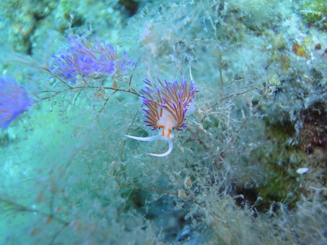 flabellina-premio-simpatia